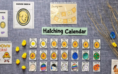 Glimpse Into A Classroom: Hatching Wonder- Our JK1 and SK1 Chick Adventure 🐣