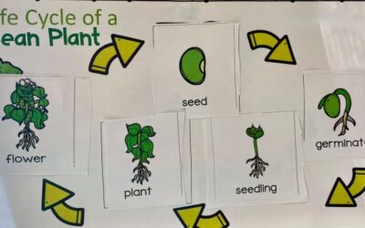Glimpse Into A Classroom: JK2 – Discovering the Factors of Good Plant Growth