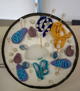 Glimpse Into A Classroom: Grade 8 Science - 3D Cell Models - Wesley  Christian Academy