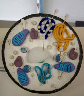 Glimpse Into A Classroom: Grade 8 Science - 3D Cell Models - Wesley Christian Academy Glimpse Into A Classroom: Grade 8 Science - 3D Cell Models - Wesley Christian Academy